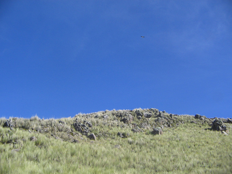 Grosser Vogel am Himmel (02)