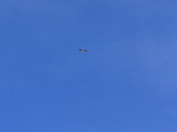Grosser Vogel am Himmel (02),
                                  Nahaufnahme