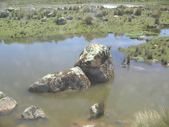 Steine im Teich