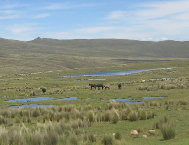 Paisaje de lagunas con grupo de animales
                        (01)