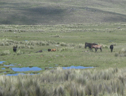 Paisaje de lagunas con grupo de animales
                        (02)