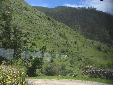 Grashang