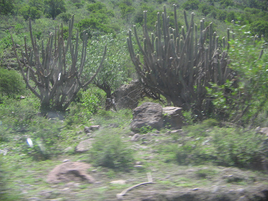 Kaktusse (Kakteen)