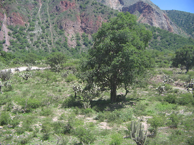 Baum im Kaktusfeld