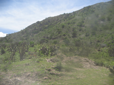 Buschhang