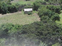 Ein
            weiteres Haus mit Schilfdach mit Feld
