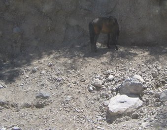 Steinschlag und ein Pferd am Strassenrand