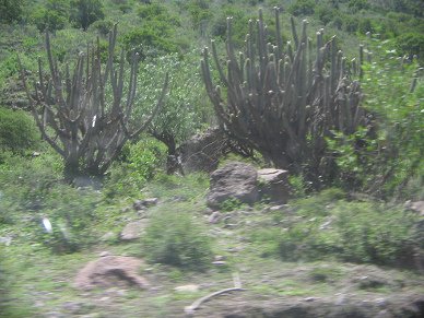 Kaktusse (Kakteen)