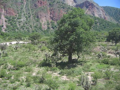 Baum im Kaktusfeld