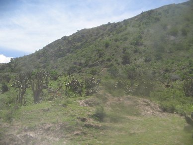 Buschhang