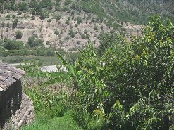 Bananenstauden im Garten am
                                  Pampas-Fluss (Rio Pampas)