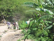 Plataneros y ropa colgada