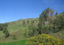 Baumgestalten und Grasberge