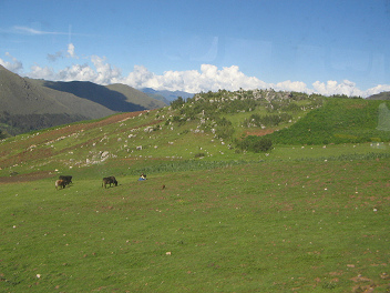 Weide und Steinwiese �ber
                                        der Baumgrenze
