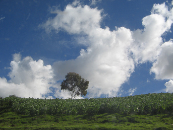Kartoffelfeld mit Baum und
                                        Wolkenbildern