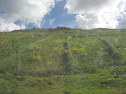 Gelbes Feld