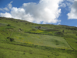 Feld am Hang