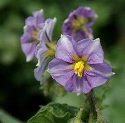 Blaue Kartoffelbl�ten [9]