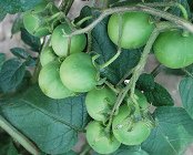 Kartoffelbeeren