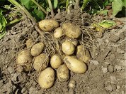 Kartoffelernte