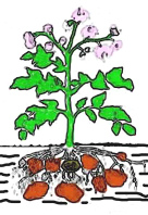 Kartoffelpflanze,
          Schema