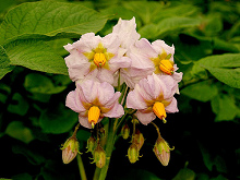 Rosa Kartoffelbl�ten