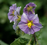 Blaue Kartoffelbl�ten [9]