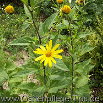Topinambur, Bl�te
                                        mit Blattanordnung