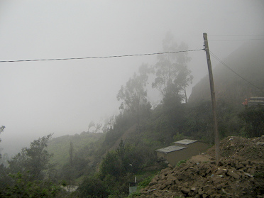 Baumgestalten halb im Nebel