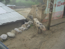 Ein freies Schwein im Dorf w�hren der
                        Dorfdurchfahrt