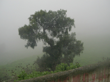 Baumgestalt halb im Nebel