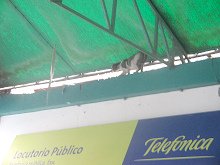 Katze im Terminal (02)
