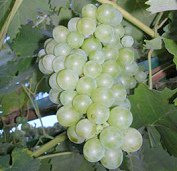 Uvas moscatel [4], una "uva
                                  de pisco" arom�tica