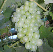 Moscatel-Trauben [4], eine
                                  aromatische "Pisco-Traube"