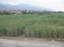Panamericana, Ebene von Barranca-Paramonga,
                        Feld mit W�stenbergen (02)