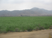 Panamericana, Ebene von Barranca-Paramonga,
                        Feld mit W�stenbergen (05)