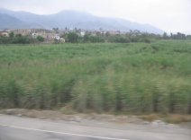 Panamericana, Ebene von Barranca-Paramonga,
                        Feld mit W�stenbergen (02)