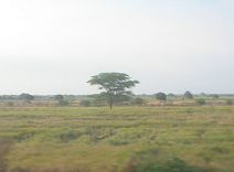 Panamericana in Nord-Peru zwischen Tumbes
und Zarumilla, Felder und Baumgestalt Panamericana in Nord-Peru zwischen Tumbes
und Zarumilla, Felder und Baumgestalt