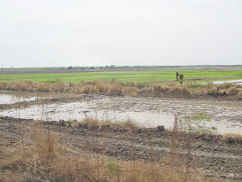 Panamericana, arrozales entre Zarumilla y
                          Tumbes