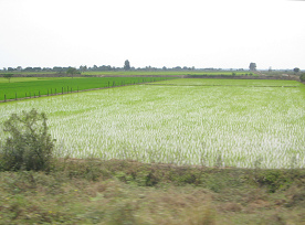 Arrozales de la regi�n de Tumbes (01)