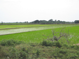 Arrozales de la regi�n de Tumbes (02)