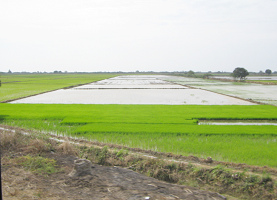 Arrozales de la regi�n de Tumbes (03)
