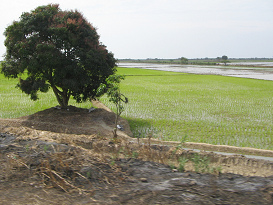 Arrozal con �rbol de la regi�n de Tumbes (01)