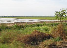 Arrozal con �rbol de la regi�n
                                    de Tumbes (02)