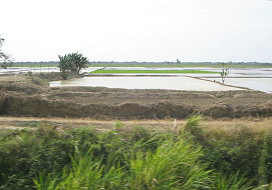 Arrozales de la regi�n de
                                    Tumbes (04)