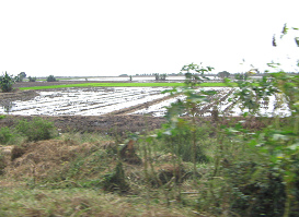 Arrozales de la regi�n de
                                    Tumbes (05)