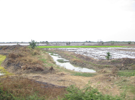 Arrozales de la regi�n de
                                    Tumbes (06)