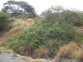 Panamericana Norte: estepa monta��s entre
                          Tumbes y Zorritos