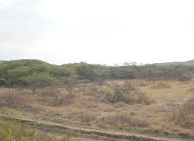 Panamericana Norte entre Zorritos y M�ncora,
                      estepa (03)