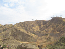 Panamericana Norte entre Zorritos y M�ncora,
                      cerros del desierto con �rboles (01)